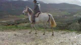 Garrocha Andalusian mare