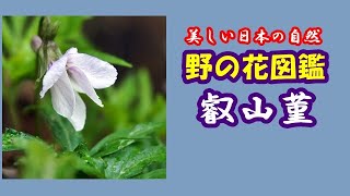 【美しい日本の自然】野の花図鑑・叡山菫(エイザンスミレ)