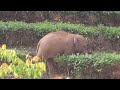 Vlog: A day of monitoring wild Asian elephants in SW China's Yunnan Province