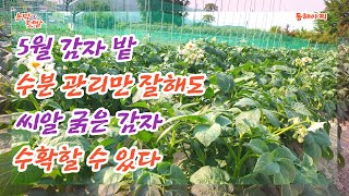 5월 물 관리만 잘해도 굵은 감자 수확.May harvests thick potatoes just by taking good care of the water