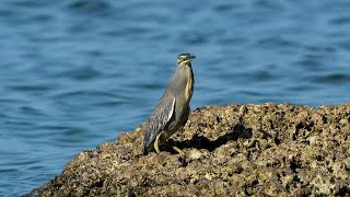 Striated Heron