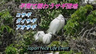 シラサギとアオサギが密集して子育て中。至るところで可愛いヒナ誕生。Egrets and Herons gather and raise babies  2023年5月23日撮影