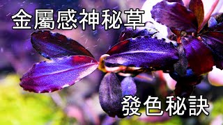 #水草植篇20~How to grow pepper ficus leaves to grow big and color