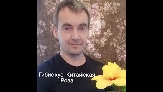 Гибискус подкормка 100% результат.