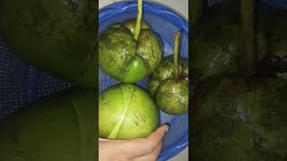 চালতা আচারের জন্য #চলতা#আচার#shortsvideo