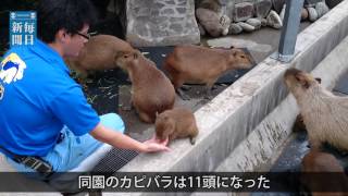 カピバラ：三つ子の赤ちゃん　いしかわ動物園