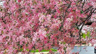 Cherry Blossom in Ohio