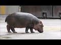 【カバ】プールで楽しく過ごすまんぷく君♪　2021 8 10　とべ動物園