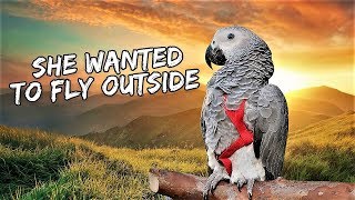 My Bird's First Outdoor Free-Flight Training | Vlog #432