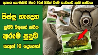 ආහාර නොමැතිව වසර 30ක් ජීවත් වීමේ හැකියාව ඇති සත්වයා | 10 Animals with Amazing Superpowers