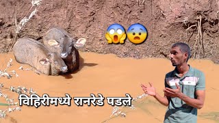 कोकणातील विहिरीमध्ये रानरेडे पडले😨| रानरेडे पडले विहिरीमध्ये|A Wild Encounter in the Well of Konkan