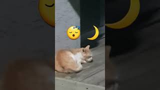 예쁘게  자고  있는 길냥이🐈😴동네한바퀴 🚶‍♀️만난  🐈 cat 자장자장 ✨️ 🌙 잘자