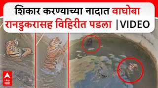 Tiger Boar Fight : शिकार करण्याच्या नादात वाघोबा रानडुकरासह हिरीत पडला | VIDEO