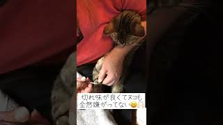 【猫の爪切り】動物用の爪切り買ったら切れ味良すぎた。　#shorts #猫 #猫動画 #猫のいる暮らし #猫のいる生活