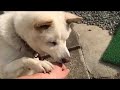 犬　ペコ おやつ おねだり