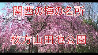 4K-関西の梅の名所-山田池公園2021枚方市大阪府