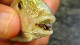 Parasite | Wikipedia audio article
