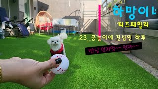 말티즈 하망이네no.23_공놀이에 진심인 하루멍! I Maltese likes to play ball.