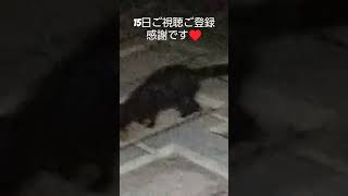 🐈‍⬛シャ―シャ―の橋クロちゃん🍚#shorts#猫#橋#地域猫#猫散歩