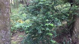 Evergreen huckleberry is a great native plant.