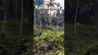 Konaseema villages #shorts #ytshorts #latest #travel #village #villagelife #youtubeshorts #konaseema