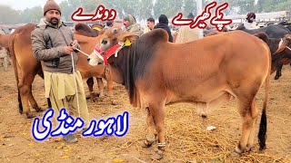 Lahore Cow Mandi Sahiwal Cholistani Bachre | 1st  Mandi of 2025 Shahpur Kanjra Lahore | Wacha Farms