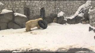 Raw Video: Russia's Frolicking Polar Cub Trio