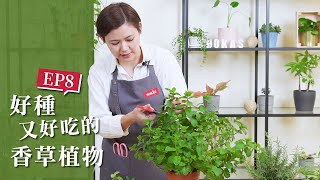 【HOKAS園藝知識館】EP8. 在料理中的靈魂-香草植物