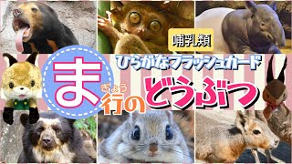 【フラッシュカード】☆ひらがなのお稽古＆語彙力のアップに☆「ま行の動物〜哺乳類編〜」