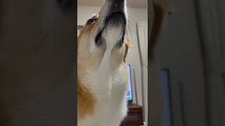 コーギーを下から見てみる【コーギー犬】#corgi