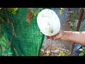 കോഴി കൂട്ടിലെ കുമ്പളം കൃഷി ash gourd farming malayalam kumbalam krishi