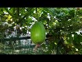 കോഴി കൂട്ടിലെ കുമ്പളം കൃഷി ash gourd farming malayalam kumbalam krishi