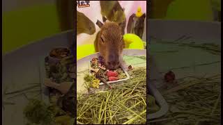 Why the Internet Can't Get Enough of Capybaras