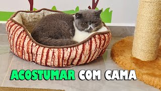 Como ACOSTUMAR o GATO usar a CAMA dele - Gatil Hauser