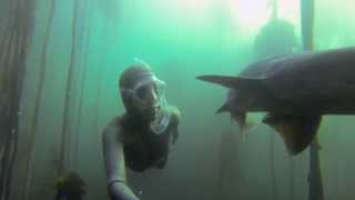 LESLEY ROCHAT FREEDIVING IN KELP FORESTS WITH COWSHARKS