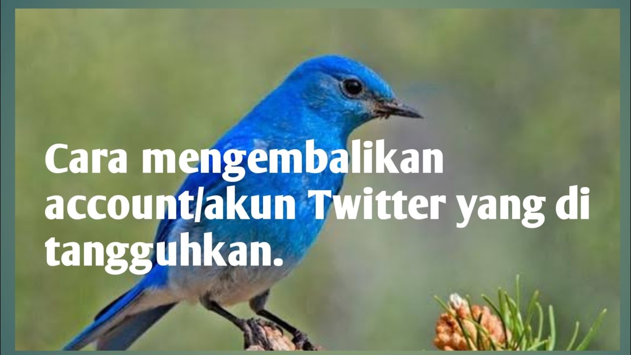 Cara Mengembalikan Account/akun Twitter Yang Di Tangguhkan. - YouTube