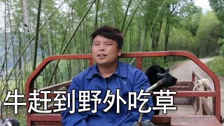 牛哥野外求生第一天，3兄弟花一小时给牛围一块上百亩场地【螃爷Pang】