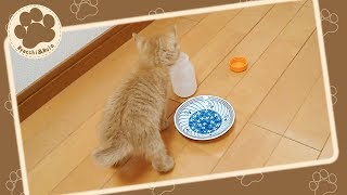 子猫のノーラ、ミルクの容器を舐める \