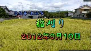 稲刈り2012 愛媛県松山市