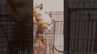 ケージ脱出を試みた柴犬妹の末路がこちら　#柴犬 #柴犬の日常 #柴犬可愛い #shorts