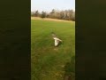 gyr saker falcon flying to the lure