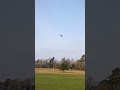 gyr saker falcon flying to the lure