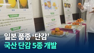 당도 높고 먹기 편한 국산 단감 5종 본격 보급