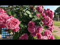 敷島公園ばら園2024年5月18日shikishima park rose garden