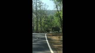 Kattikulam kutta forest thirunnelli elephant crossing road