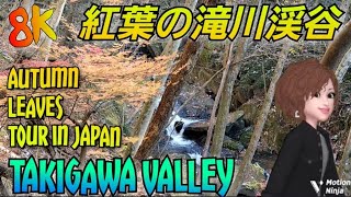 【8K】Autumn Leaves Tour in Japan: Takigawa Valley / 滝川渓谷