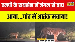 MP Tiger News | Raisen में पांच गांवों के लोग दहशत, बाघ के आतंक का अंत कब? | Hindi News | MP News