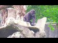 呷百二偷吃冰😆被林戈發現🤣💦 djeeco ゴリラ 迪亞哥 金剛猩猩 taipeizoo gorilla 台北市立動物園20240613 9