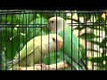 rosy faced lovebirds chirping and call sounds white headed pallid u0026 white headed green opaline