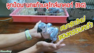 ลูกป้อน นกแก้ว บลูโกล์ มาคอร์ (BG) สมาชิกใหม่ของครอบครัว ตื่นเต้นมากๆครับ (Macaw Baby Parrot )